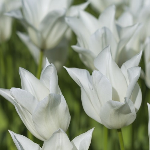 Tulip Bulbs - White Triumphator